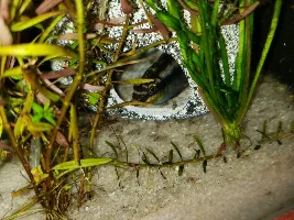 Who are Breeding fish, or have bred fish that they are proud of.