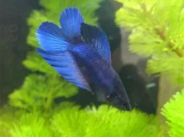 Post Pictures Of Your Bettas!