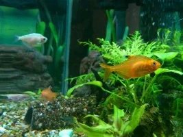 Please Identify This Tetra