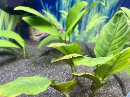 What do I do with these plants ...