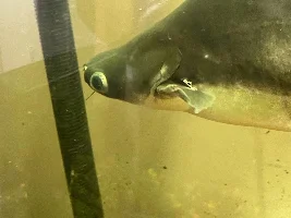 Please help. Sick fish, pimple or some worm or something.
