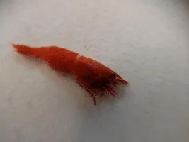 The elusive water sausage