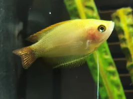Honey gourami
