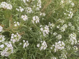 Flowers, flowers, flowers...