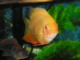 some of our fish