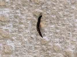 Cory with wound and fuzzy growth, worms in tank