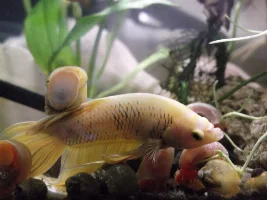 Pets Photo Contest