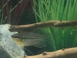 Male or female pearl gourami?