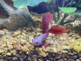 Betta tank emergency