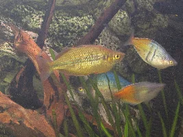 NOID  Rainbow fish.  Where's Gary or Lucas?