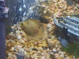 Brown patches on fish