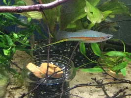 Confusion, is my swordtail a swordtail and is it male or female?