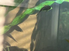 180l tank journal