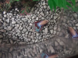 Sick Betta