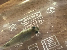 Is this dropsy? Platy