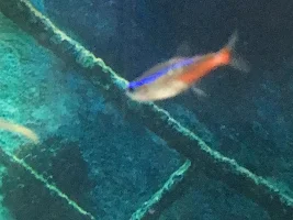 What happened to my fish?