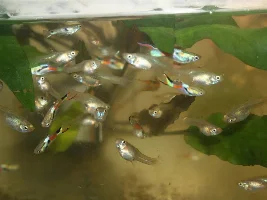 Some pictures left from my black bar endlers