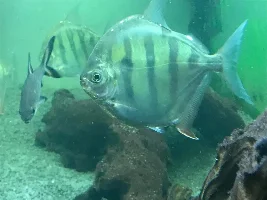 Rehoming silver dollars approx 6inches