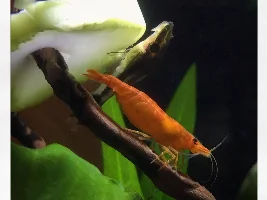 do they roots need to be above substrate?