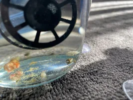 Can anyone identify this snail?