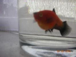 Pregnant Platys Blowing Up?