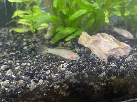 Complete Beginner in a Fishy World