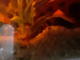 Liquoric Gourami identifying