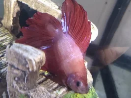 Help my Betta fish is not acting right