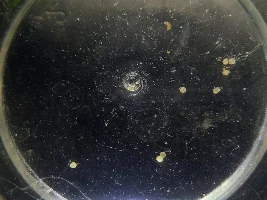 Corydoras Egg Photos