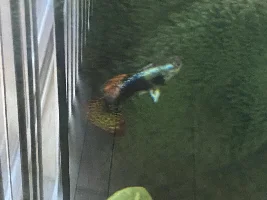 2 Guppies in 3.5 gallon tank