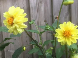 Flowers, flowers, flowers...