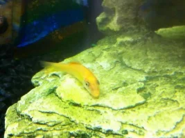 Green Tiger Barb (Aggressive)/?'s