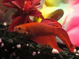 How To Get Good Pictures Of Bettas