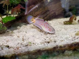 Peacock gudgeon photos