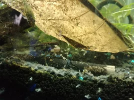 Little Worms?