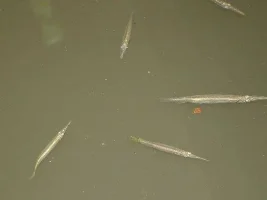 Polluted river