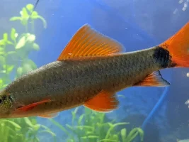 Fighting Three Spot Gouramis