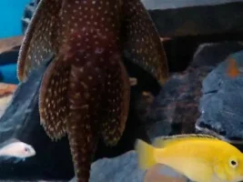 780 Litre Tank