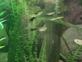 Still can't figure out what's killing my fish