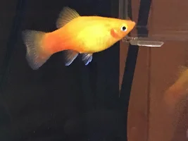 My last post. When will my platy(ies) give birth?