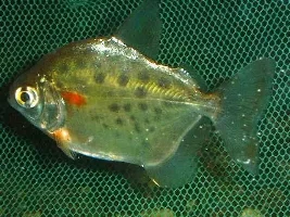 Silver Dollar New Fish Urgent
