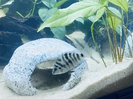 Convict Cichlid Sex & Growth Rate