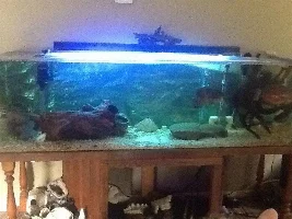 Blue Gourami Can't Float Anymore