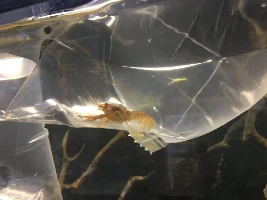 Can someone sex my mexican dwarf crayfish?