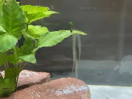 I think there is something(Parasite?) on my Aquarium plant(?)