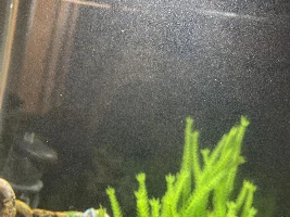 White Dust Like Stuff in Aquarium