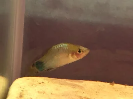 Platys with rotting heads and tails