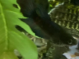 Does my betta have popeye?