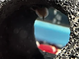 I need help think my fish is sick