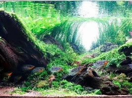 50g Re-scape help